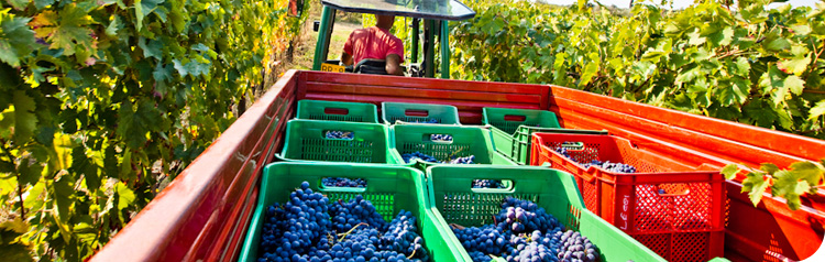 La Porta di Vertine image